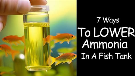 my saltwater aquarium ammonia test is thick|how to lower ammonia in saltwater.